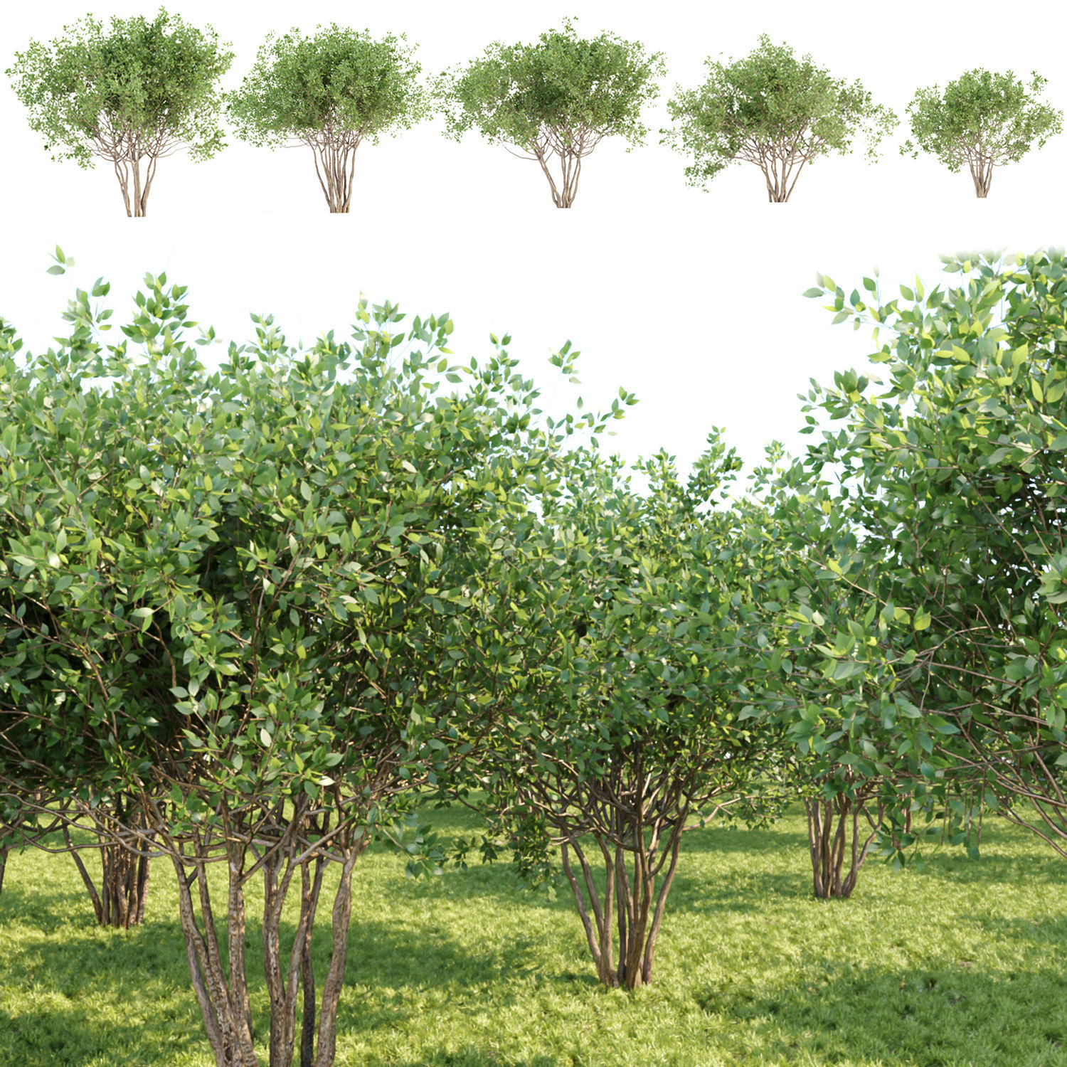 collection of bushes vol 164 3D model_8