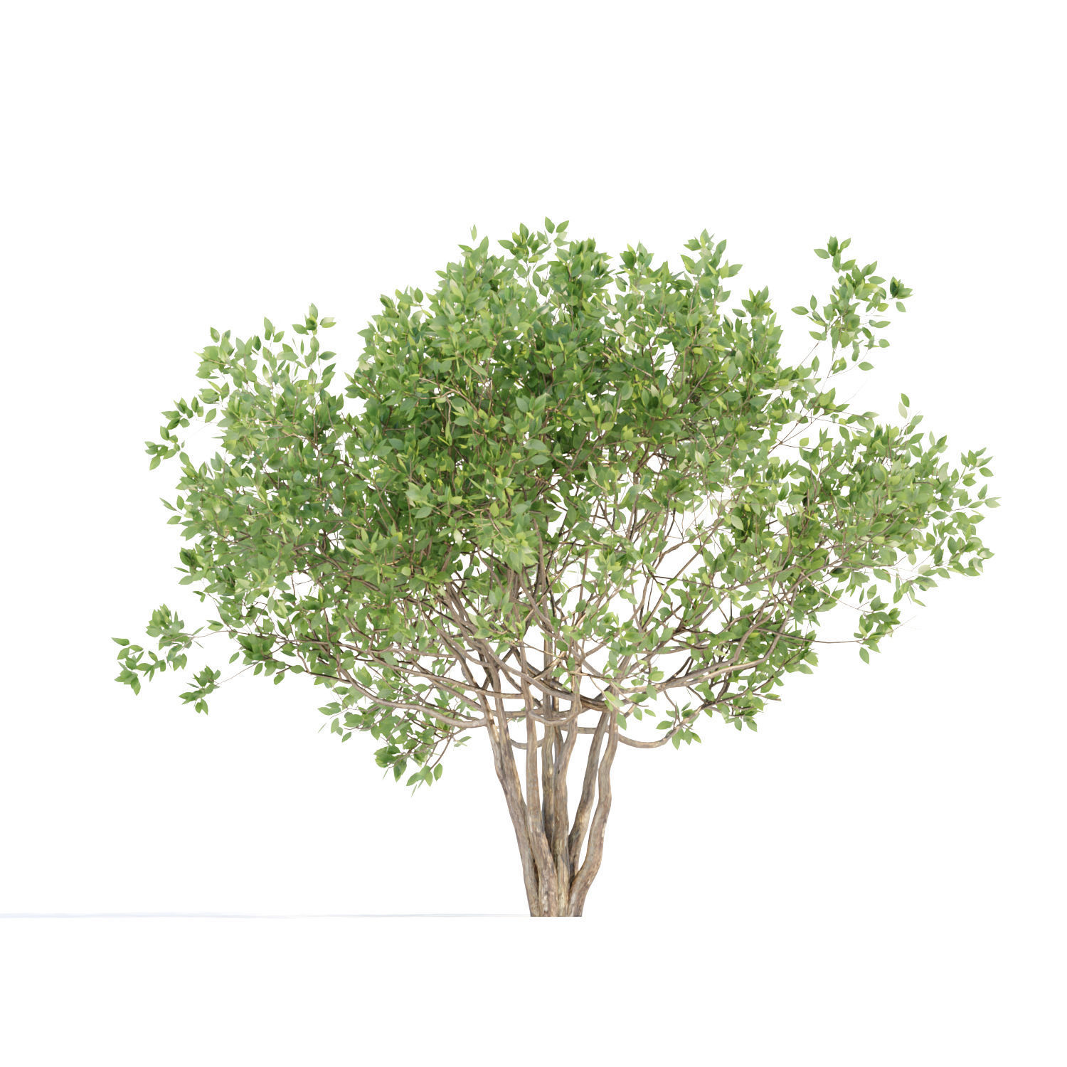 collection of bushes vol 164 3D model_5