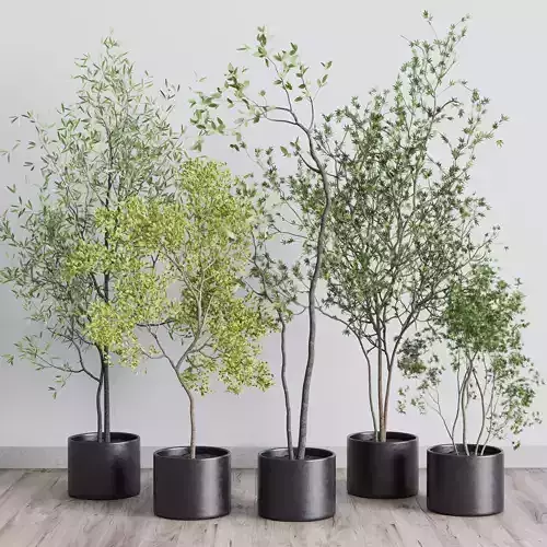 collection indoor plant 326 concrete vase