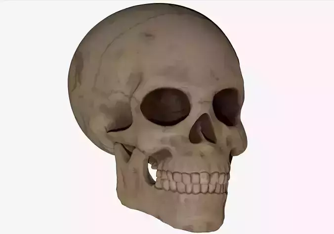Skull 3D Print human