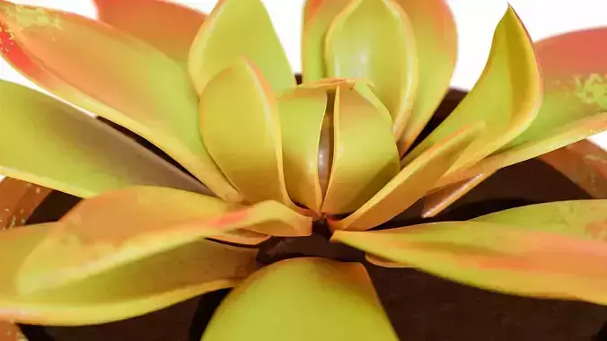 Potted Plant rare succulent