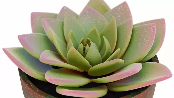 Potted Plant rose succulent 