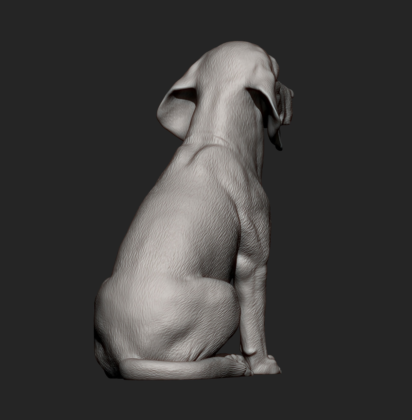 Beagle dog 3D print model_12
