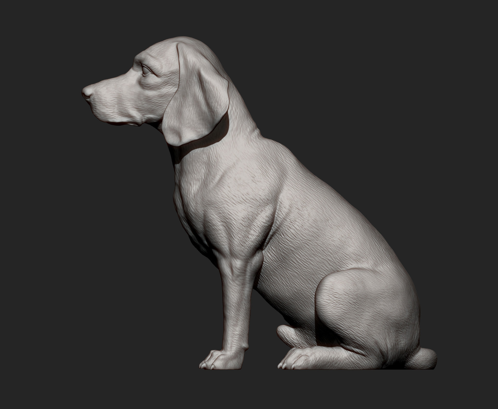 Beagle dog 3D print model_13