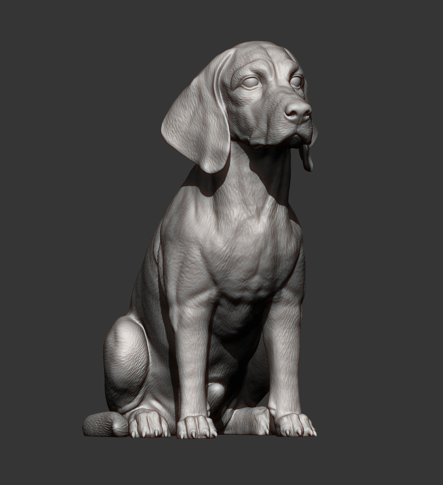 Beagle dog 3D print model_8