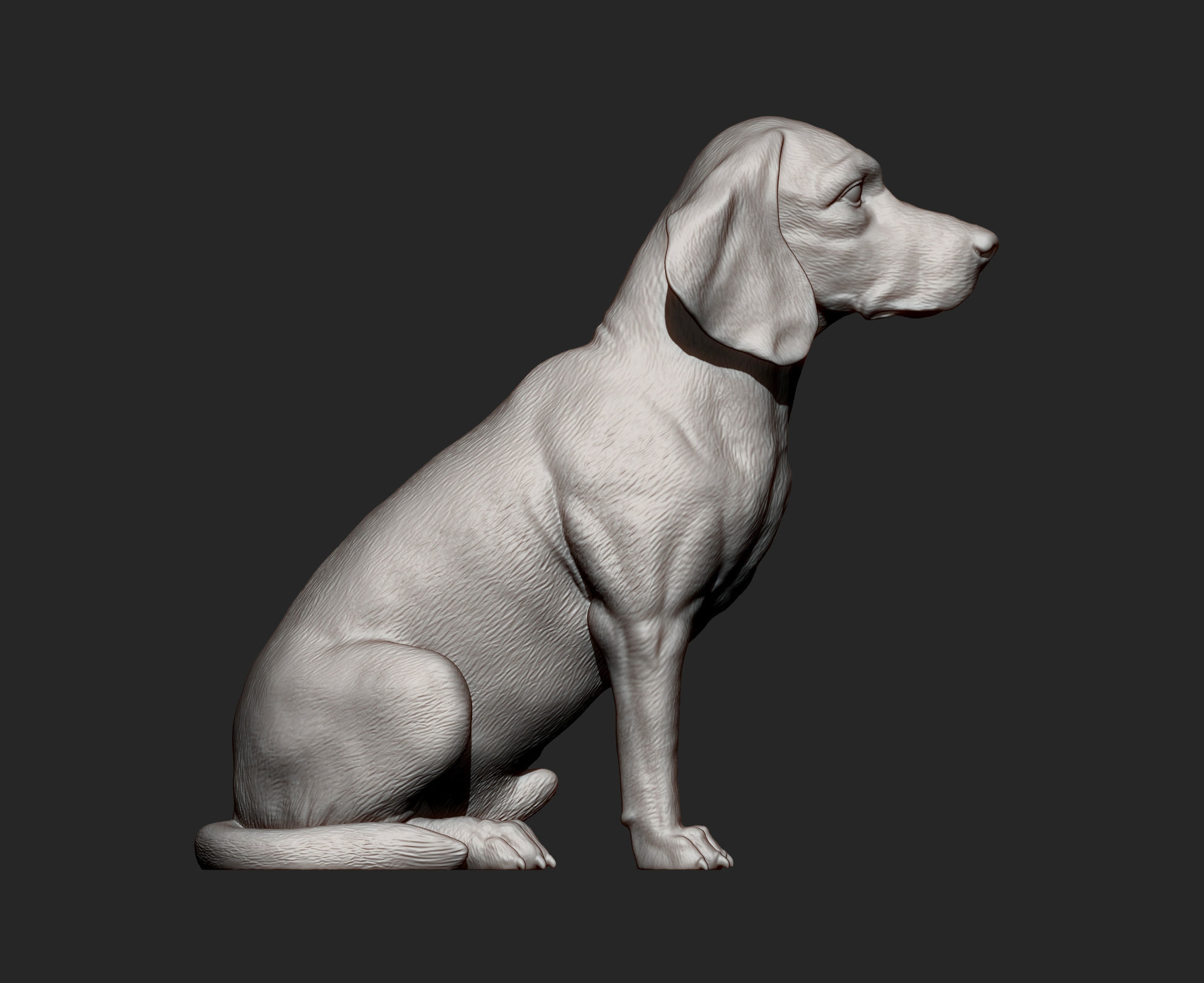Beagle dog 3D print model_11