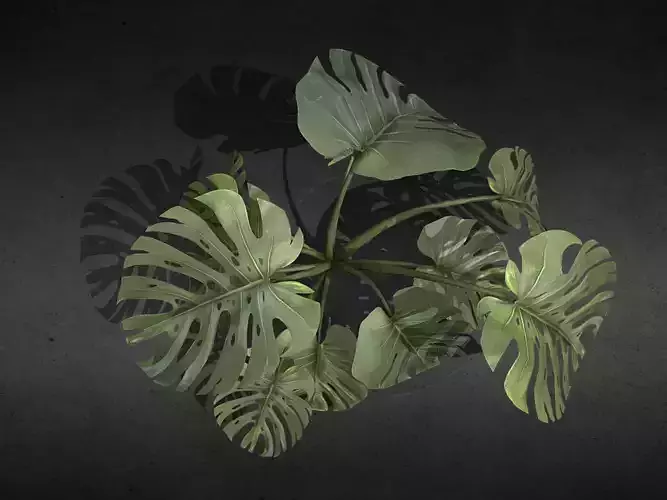 Monstera A mosaic of colorful leaves