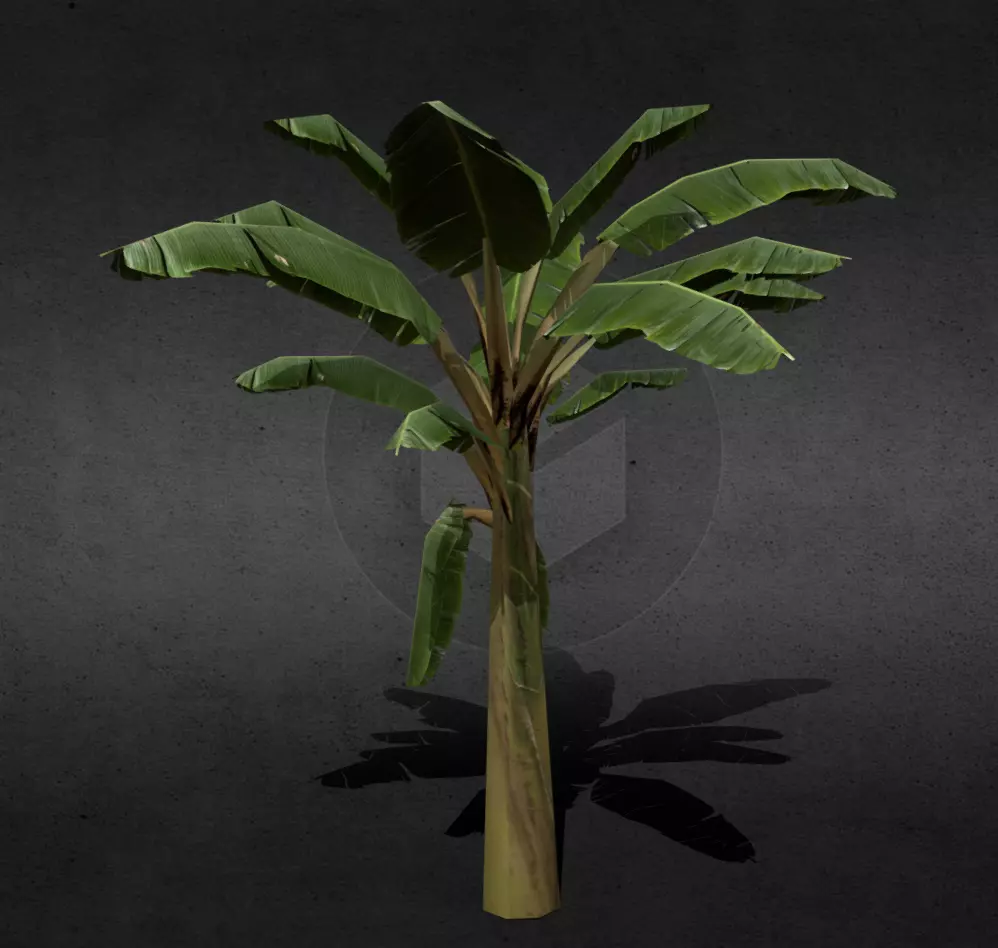 Banana Tree Low-poly 3D model