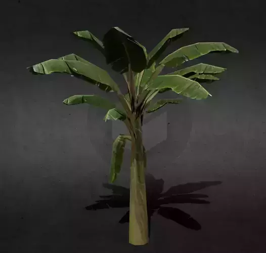 Banana Tree