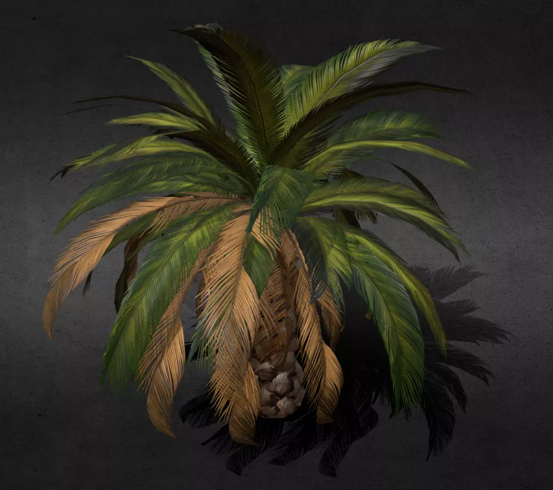 Coconut Tree 3D model