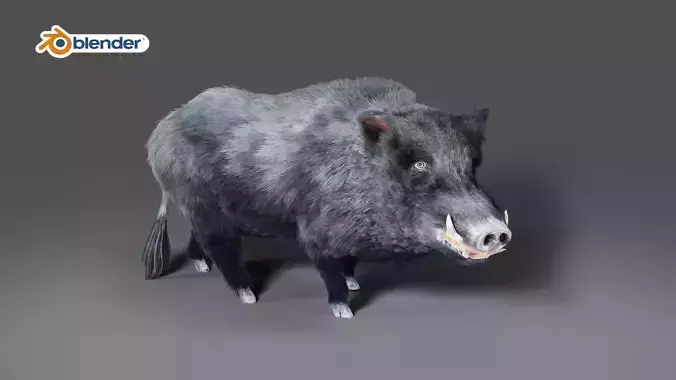 Fur Black Wild Boar Rigged V08 in Blender 