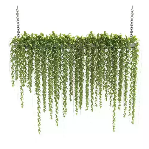 Plants Collection 29