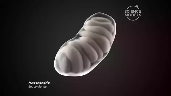 Mitochondria microbe 3D model