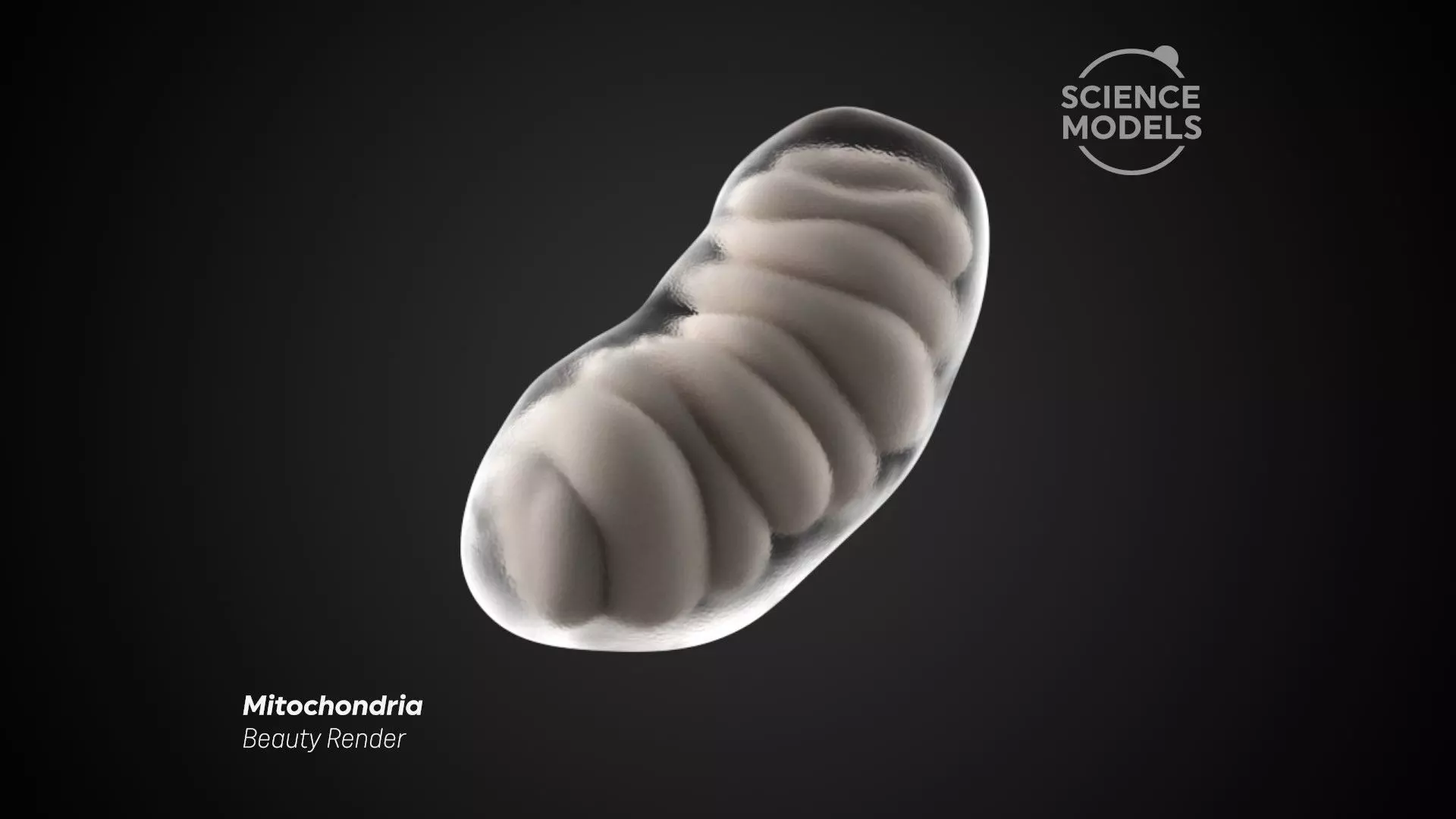 Mitochondria microbe 3D model