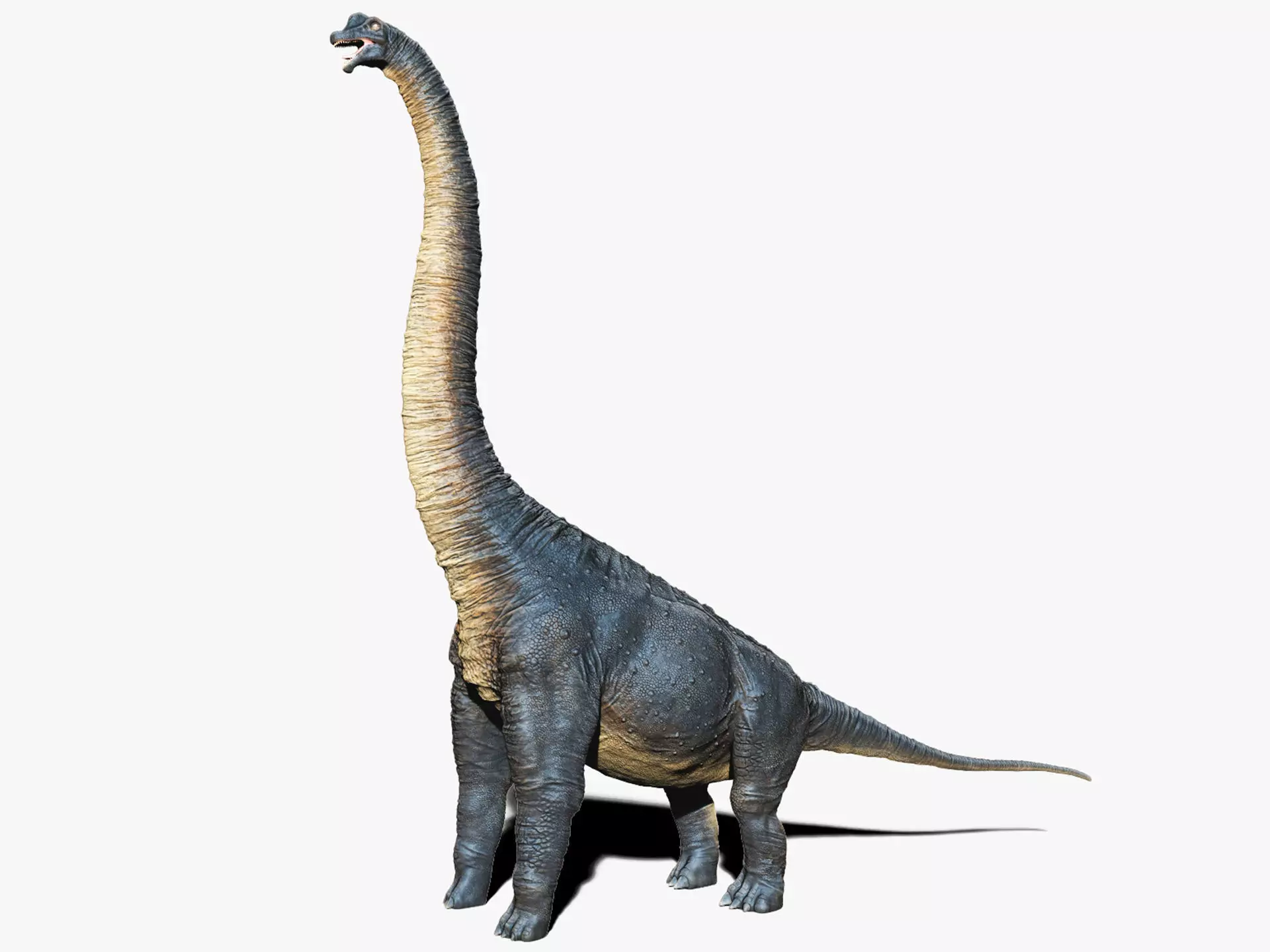 Dinosaur Brachiosaurus Sculpt Project 3D model_0