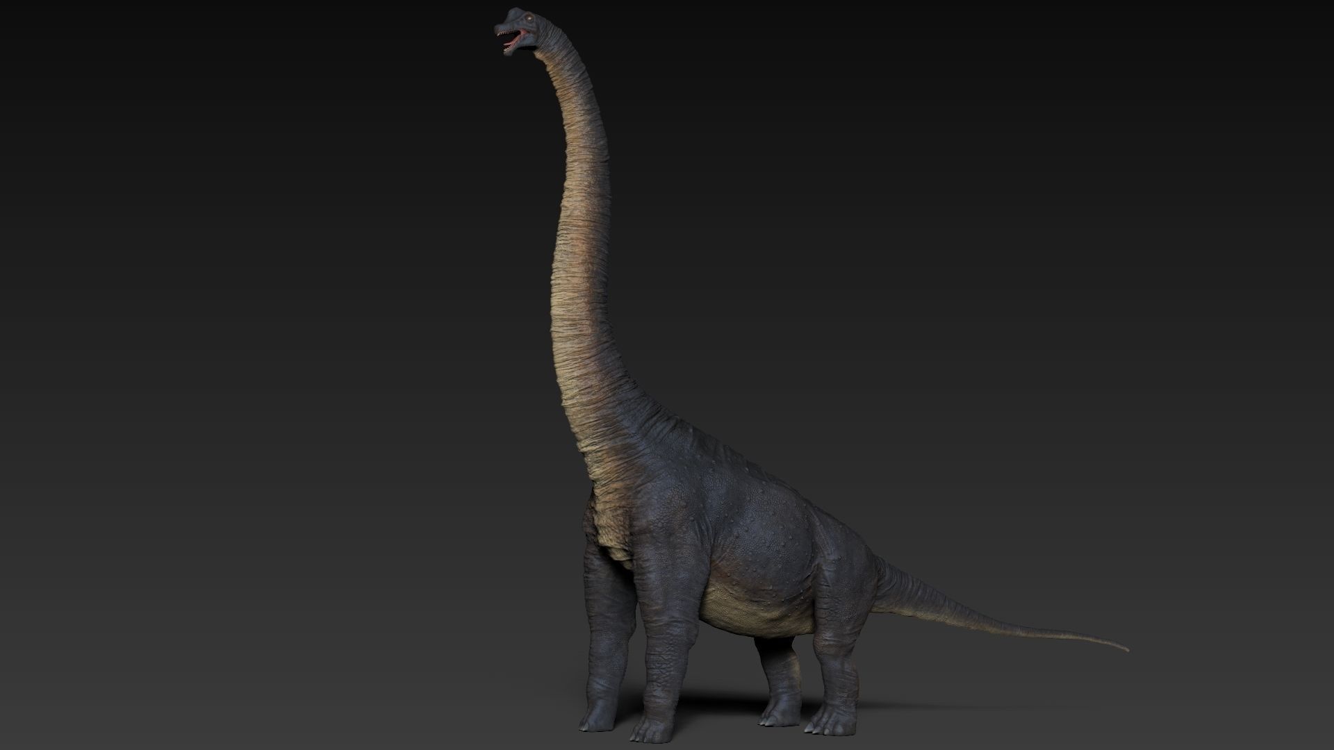 Dinosaur Brachiosaurus Sculpt Project 3D model_18