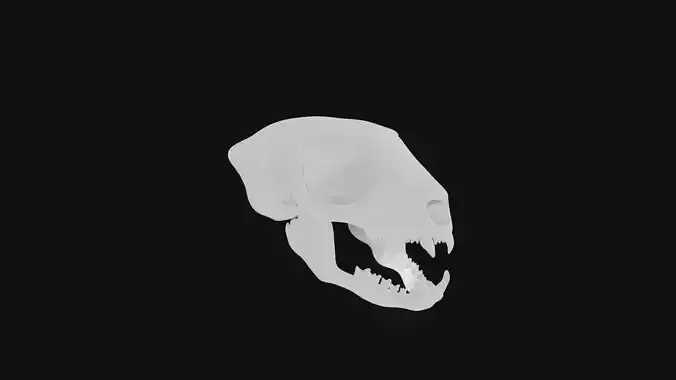 Meerkat skull 3D model