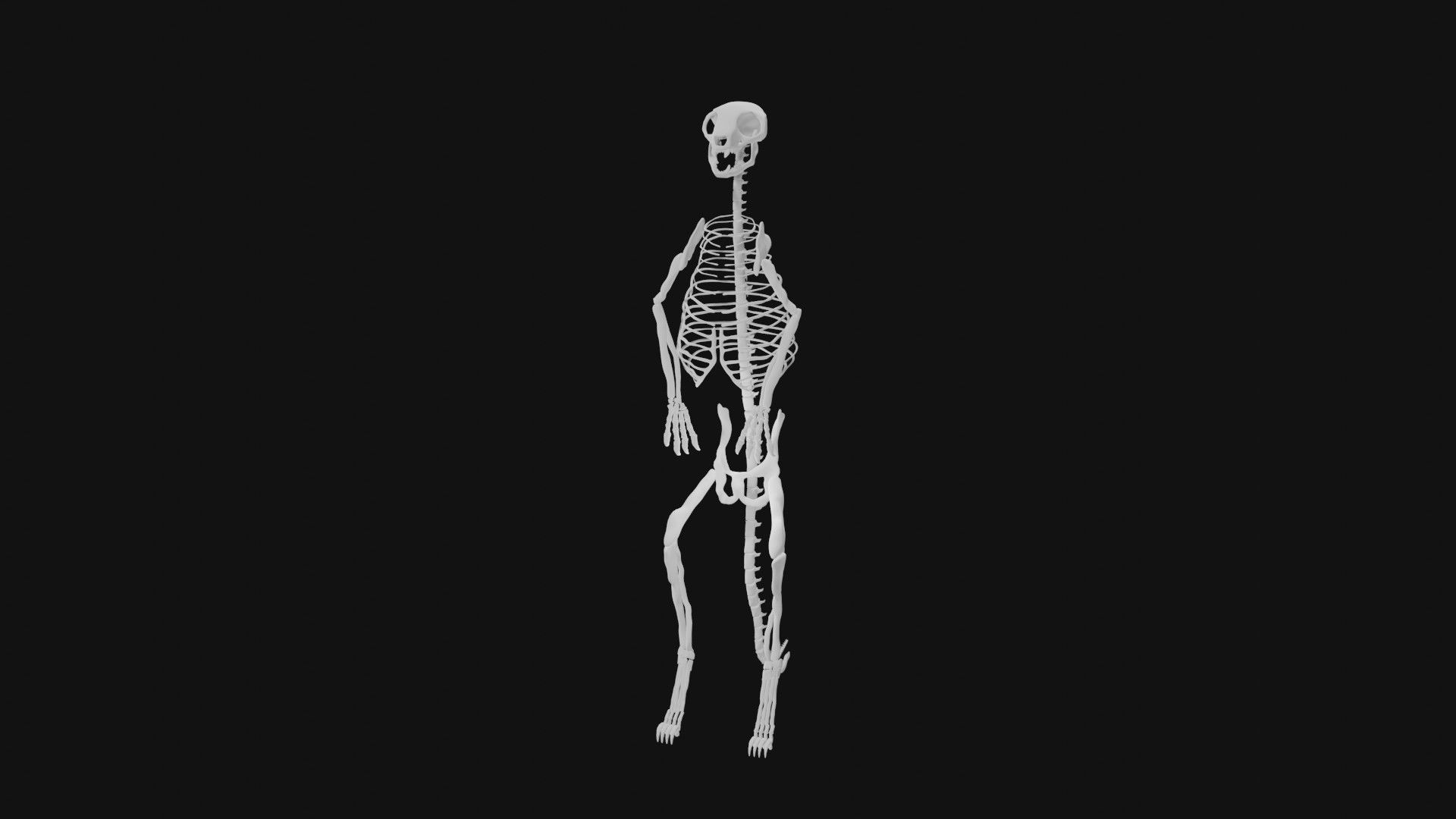 Meerkat skeleton 3D model_3