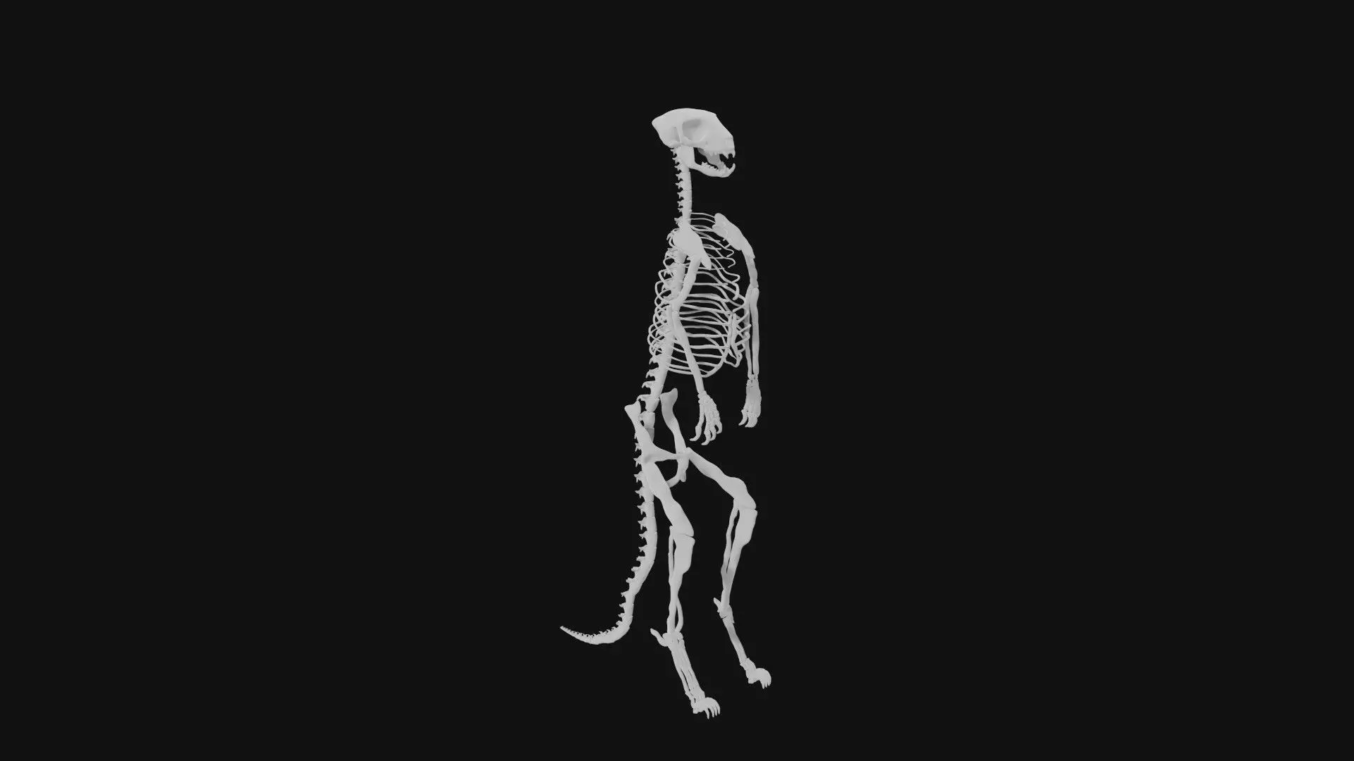 Meerkat skeleton 3D model_0