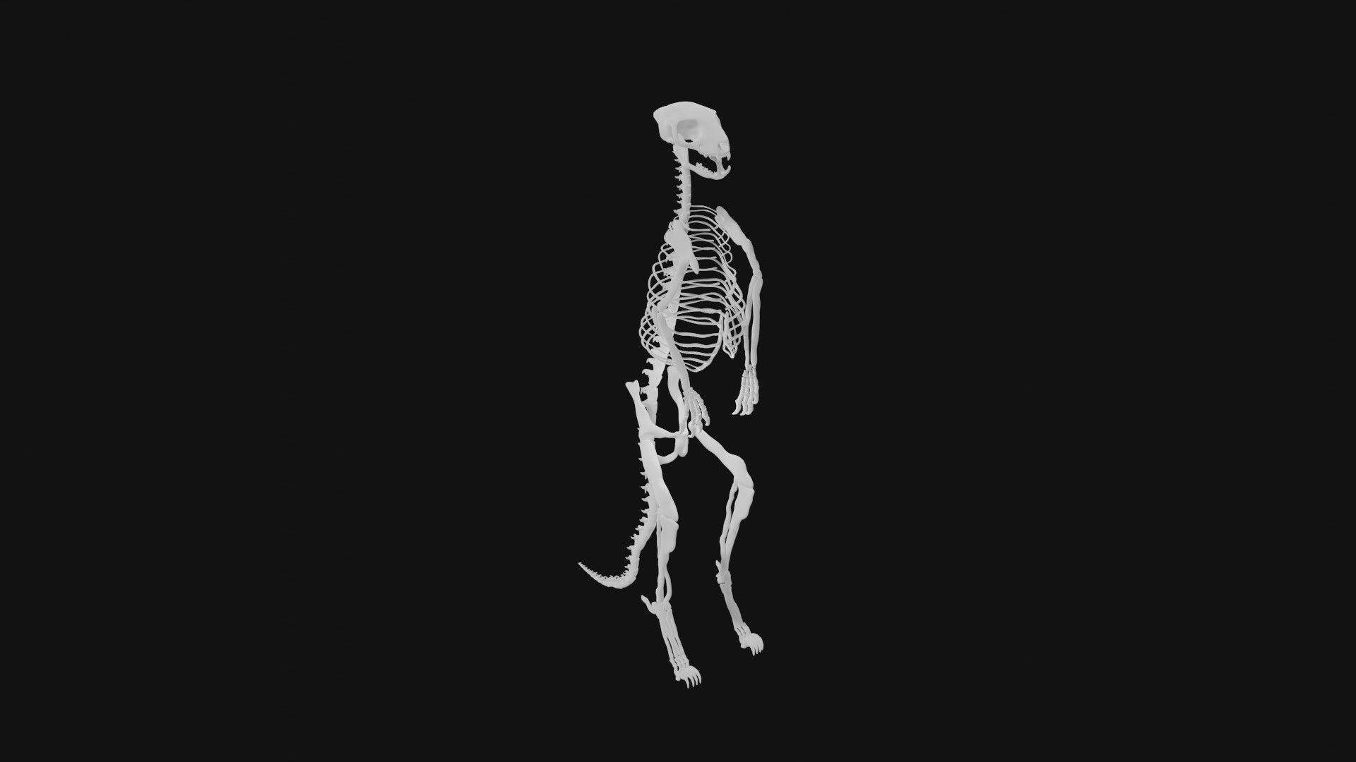 Meerkat skeleton 3D model_4