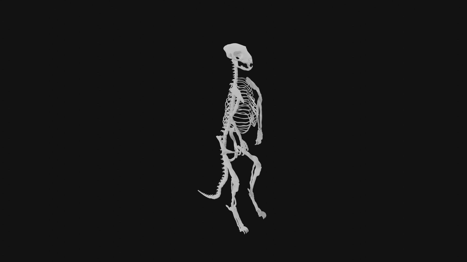 Meerkat skeleton 3D model_1
