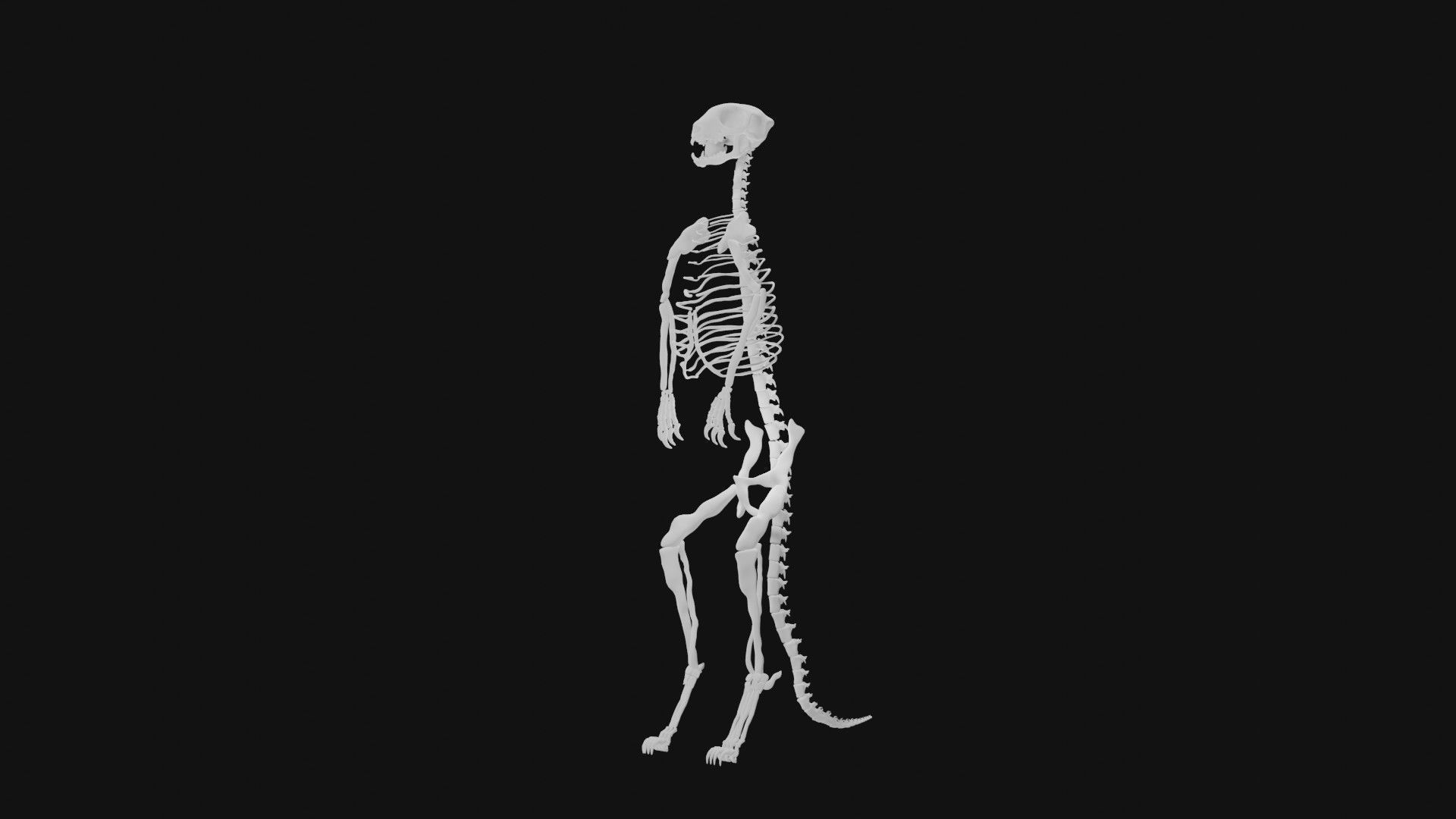 Meerkat skeleton 3D model_5