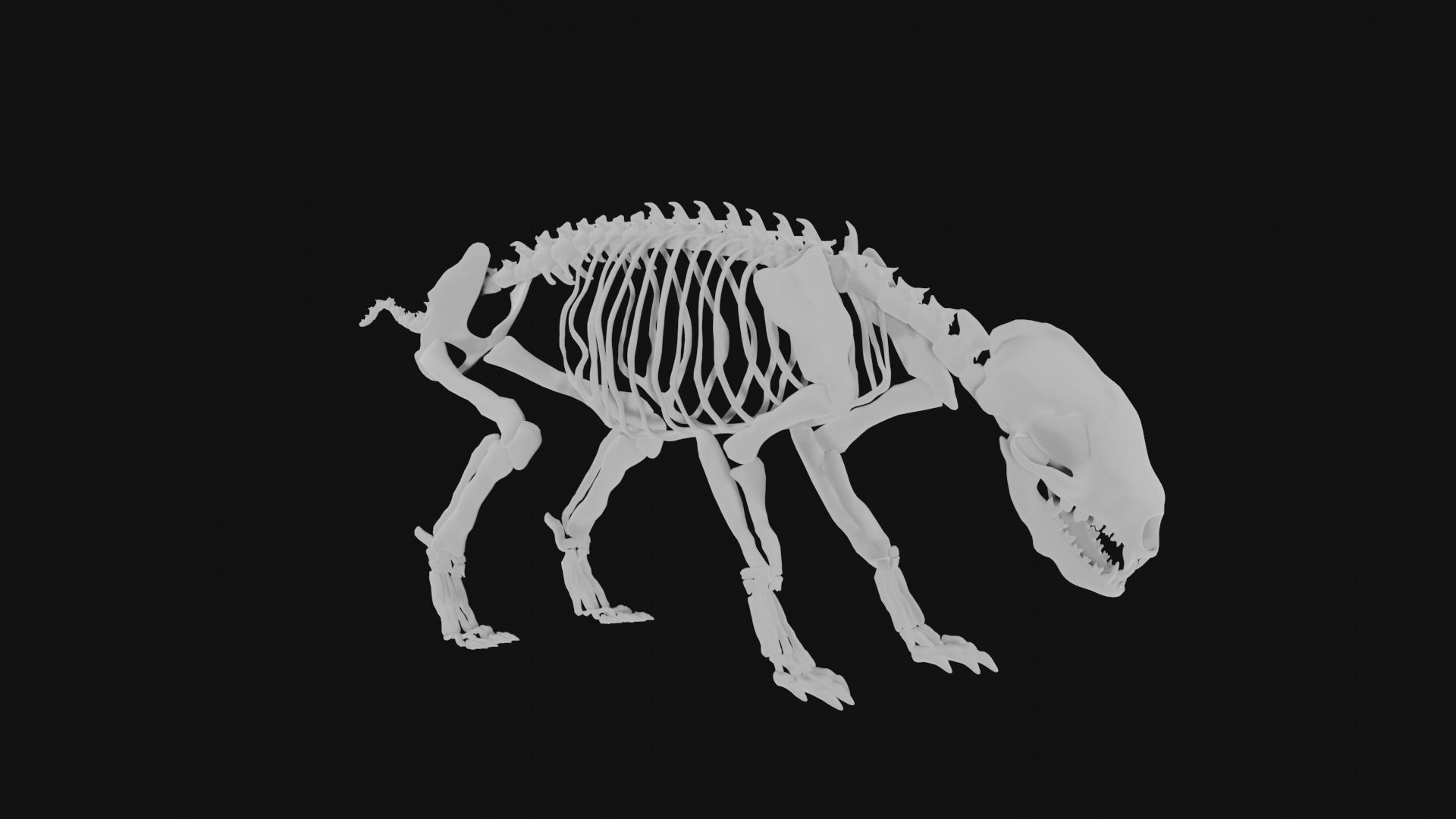 Badger skeleton 3D model_1