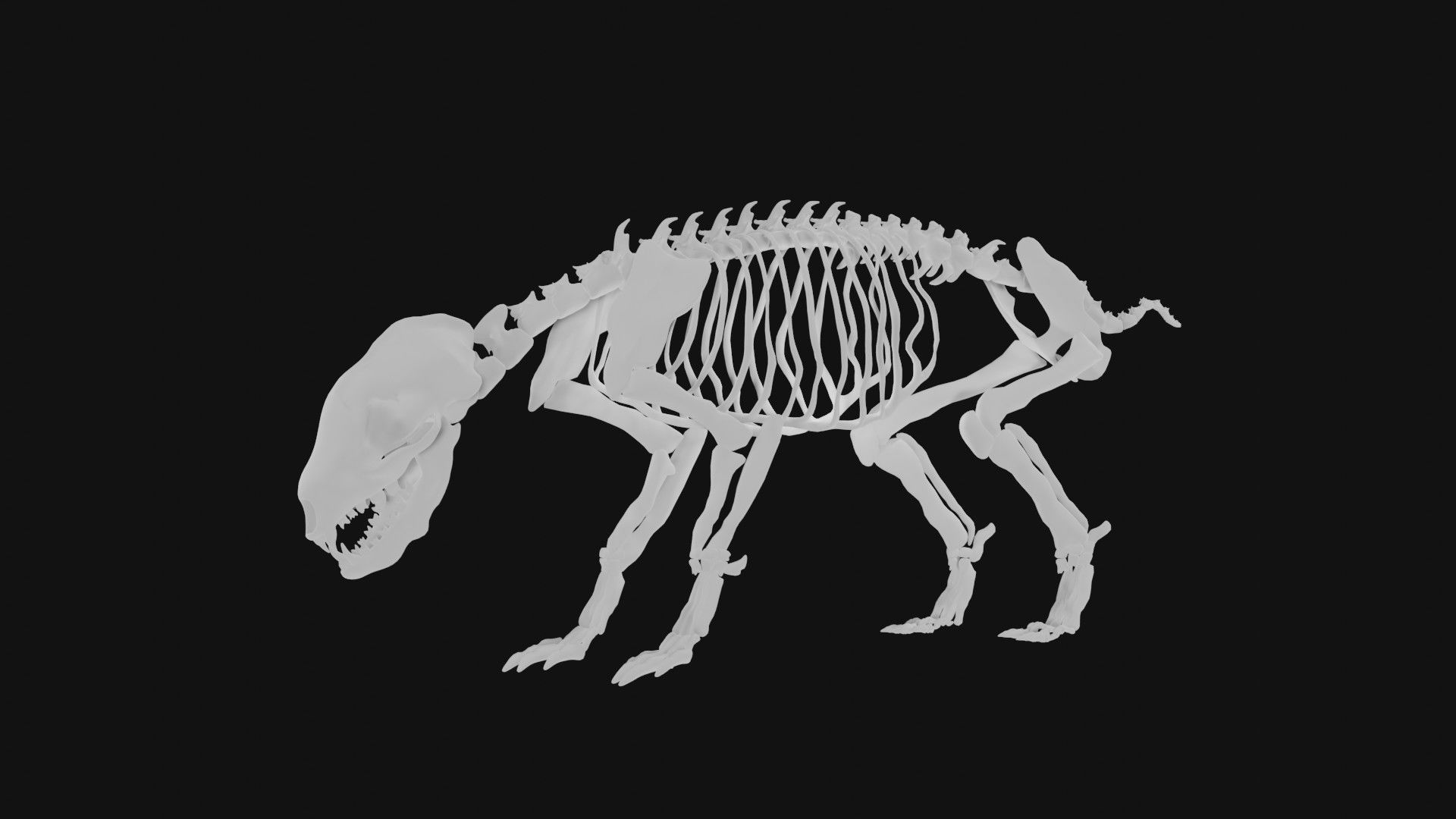 Badger skeleton 3D model_6