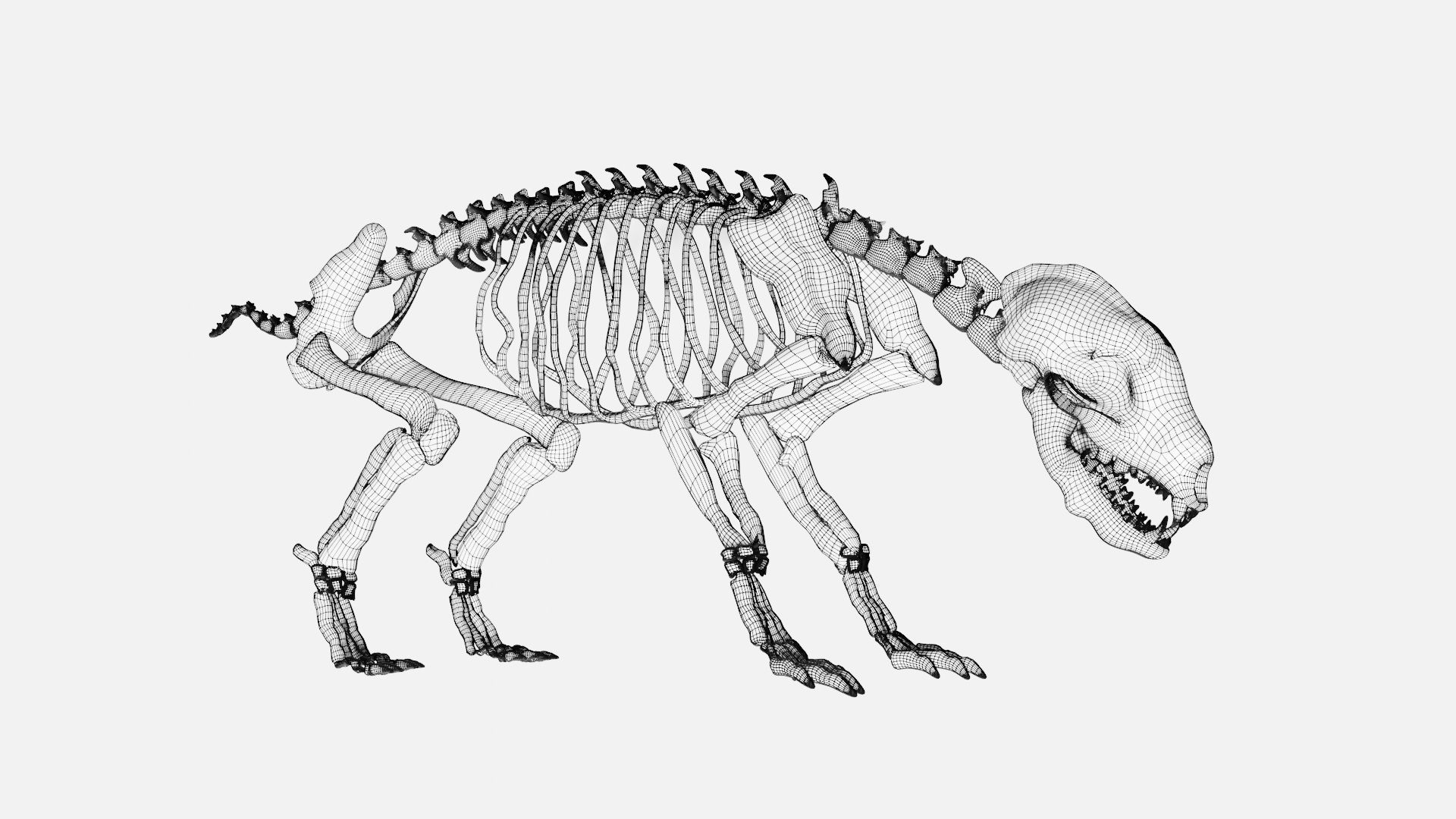 Badger skeleton 3D model_8