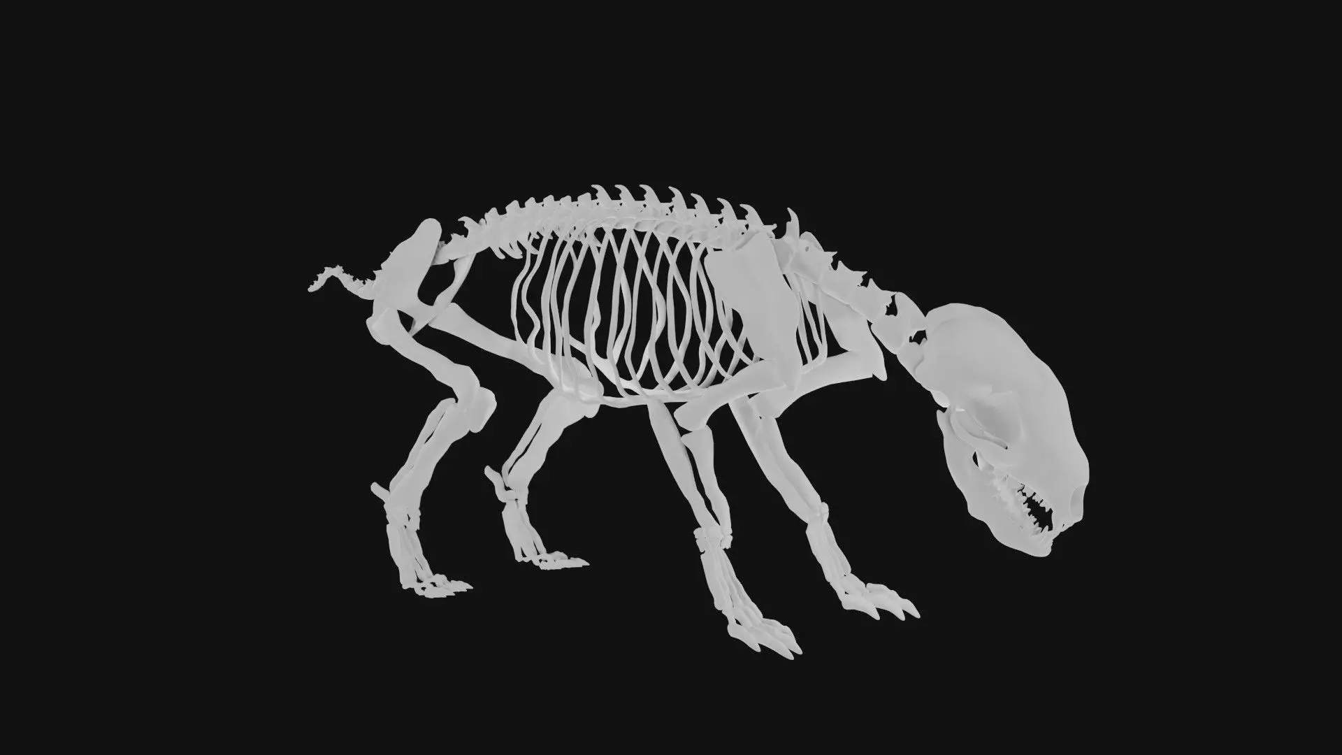 Badger skeleton 3D model_0