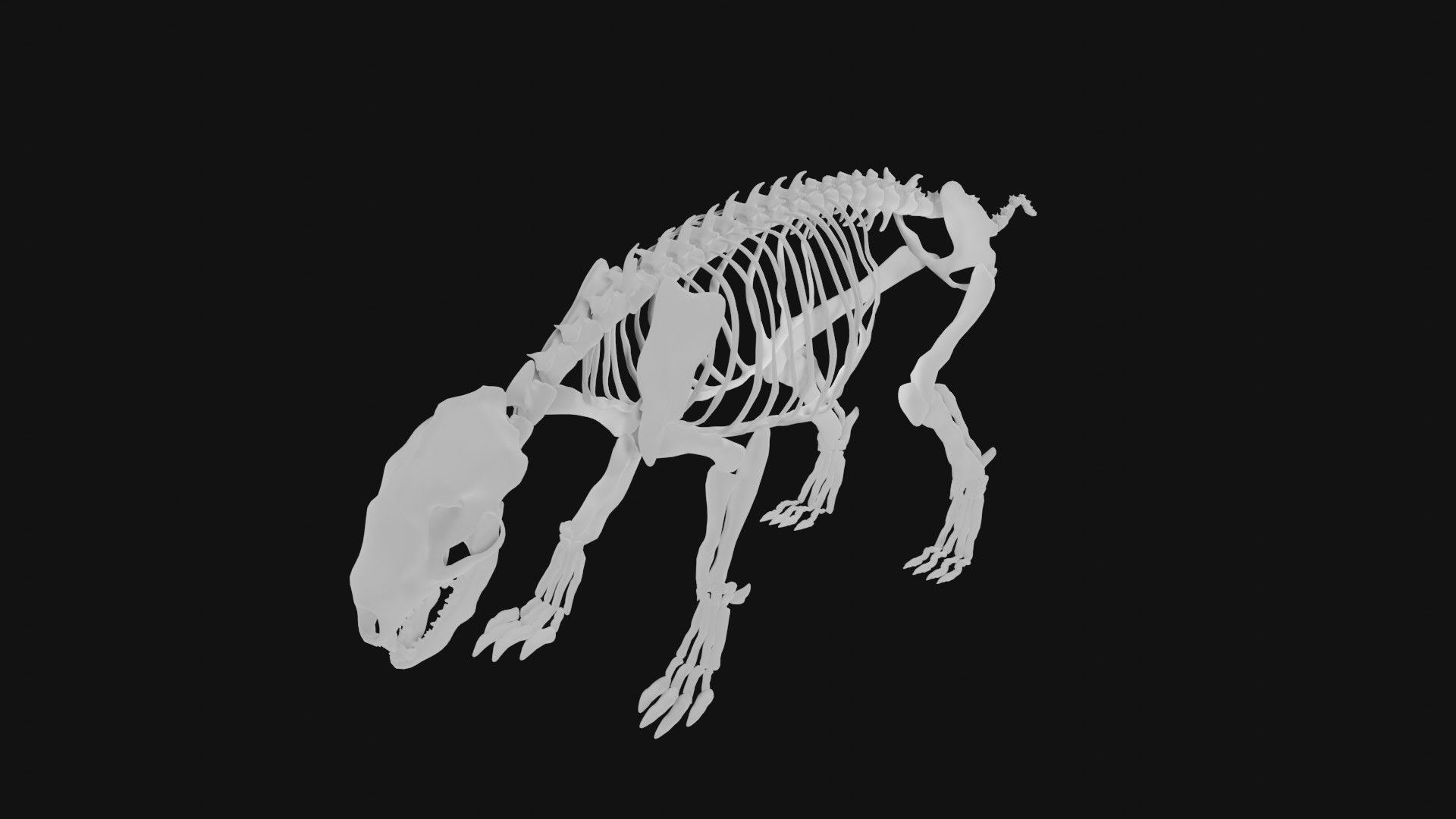 Badger skeleton 3D model_3