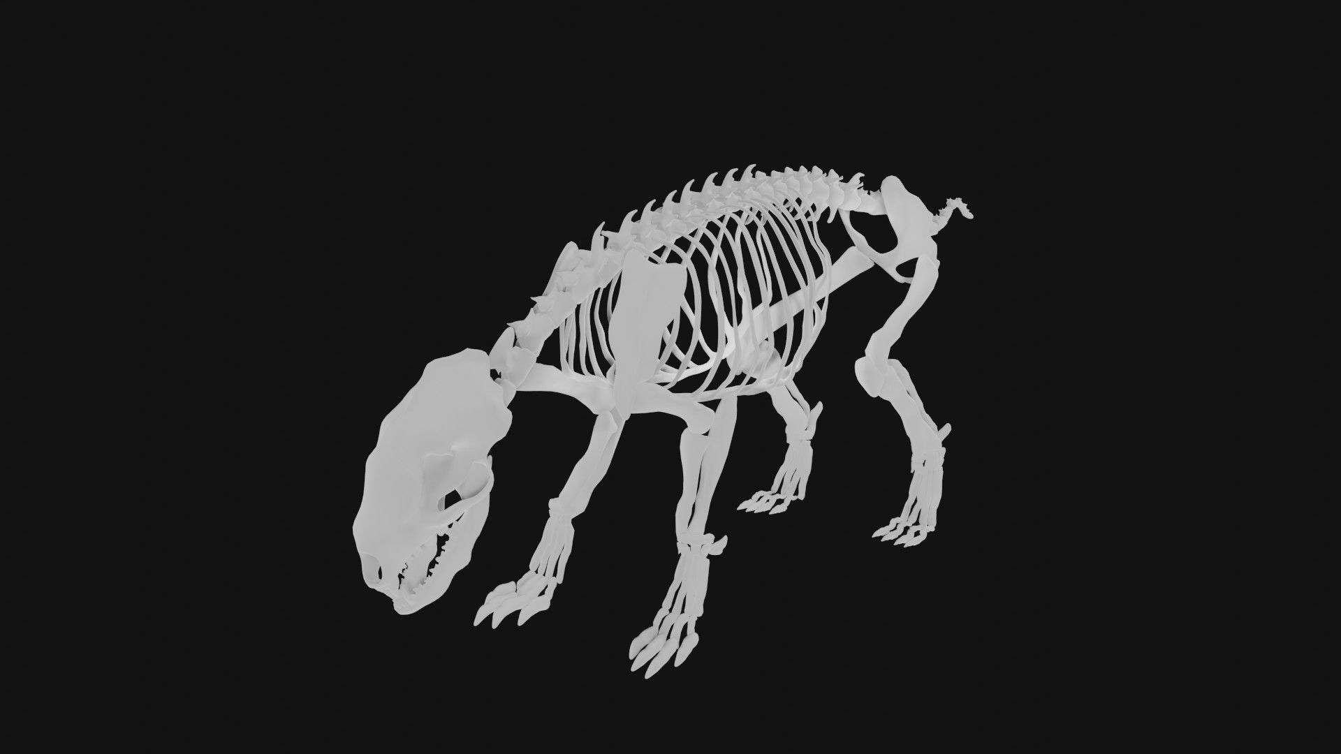 Badger skeleton 3D model_7