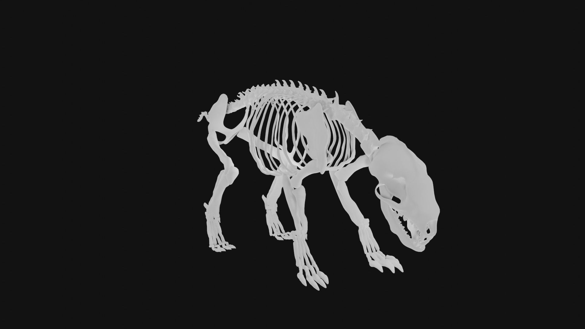 Badger skeleton 3D model_2