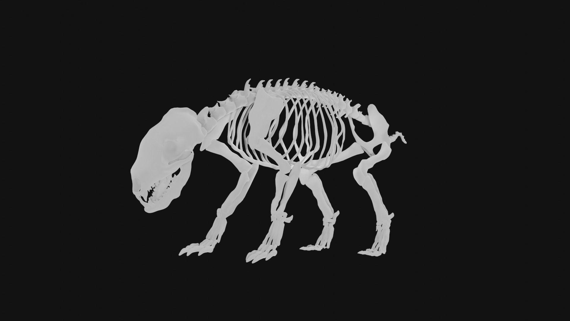 Badger skeleton 3D model_4