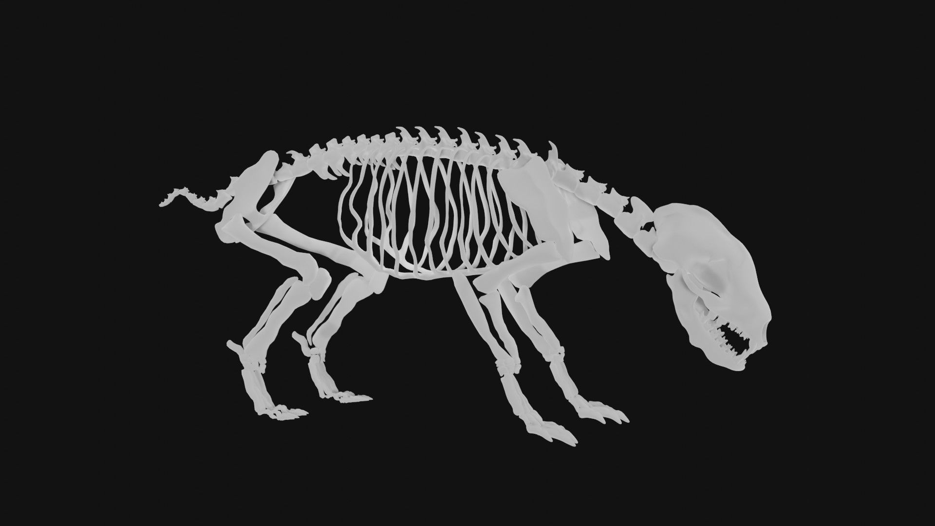 Badger skeleton 3D model_5
