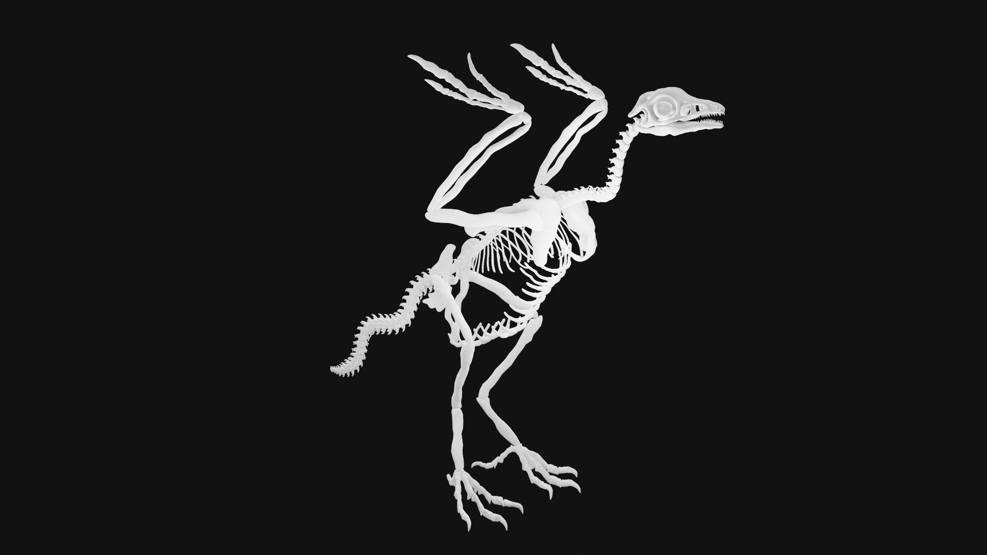 Archaeopteryx skeleton 3D model_4