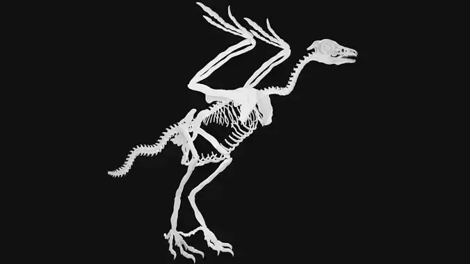 Archaeopteryx skeleton 3D model