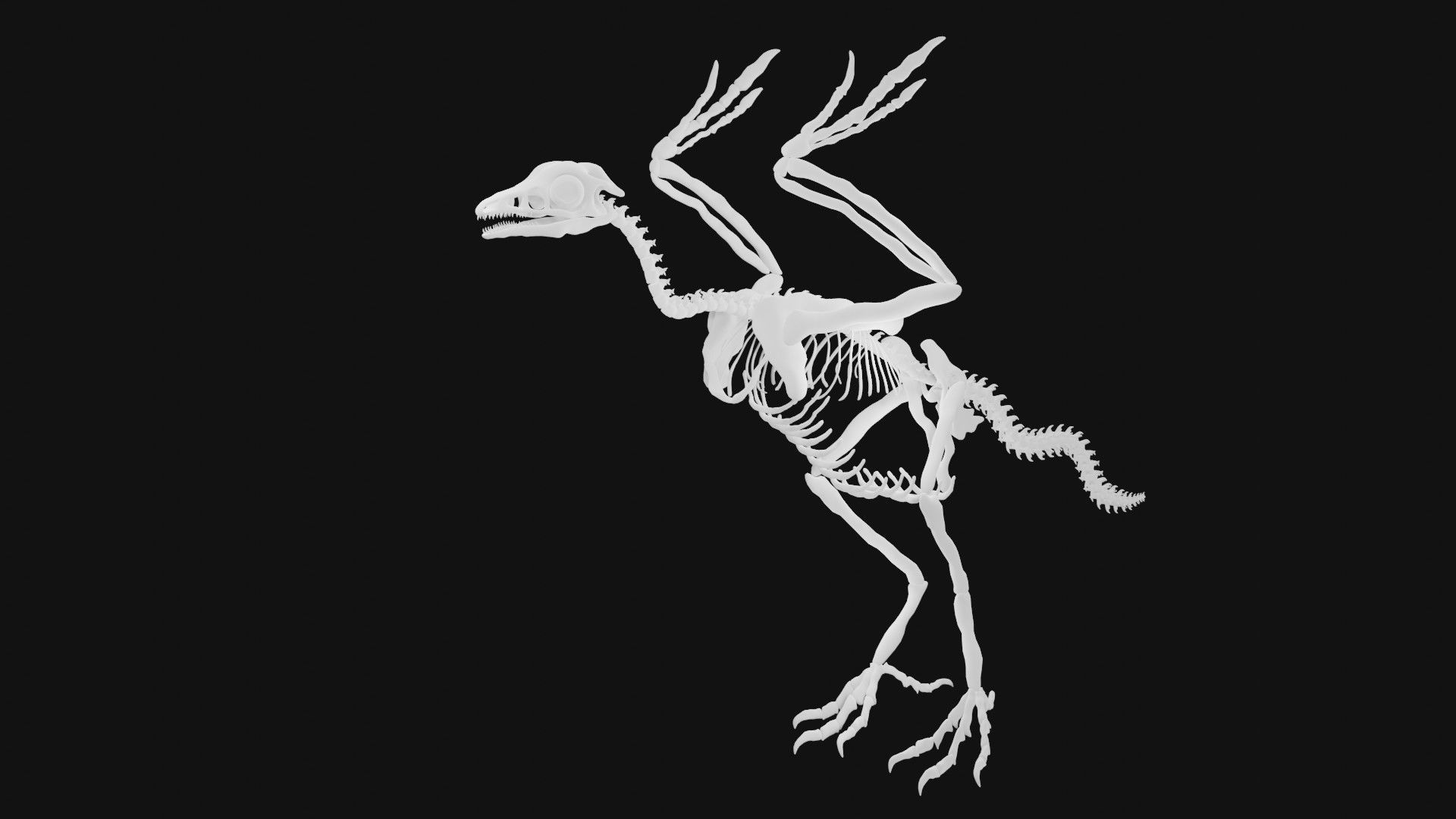 Archaeopteryx skeleton 3D model_2