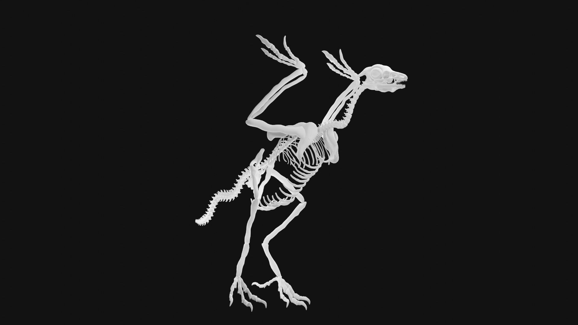 Archaeopteryx skeleton 3D model_6