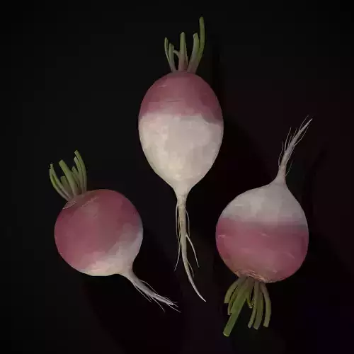 Purple Top White Globe Turnips Low-poly 3D model