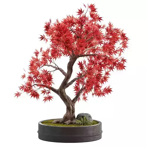 Bonsai plant 02