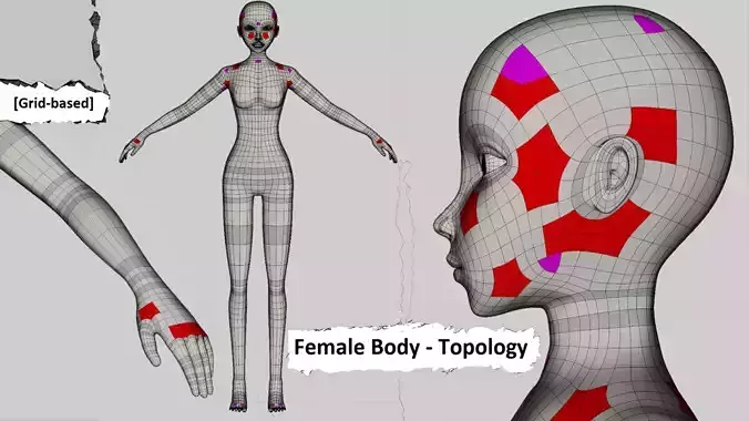 Female Body - Topology Low-poly 3D model