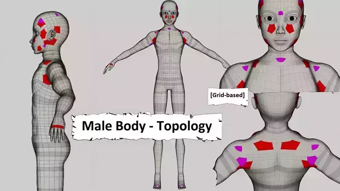 Male Body - Topology 3D model