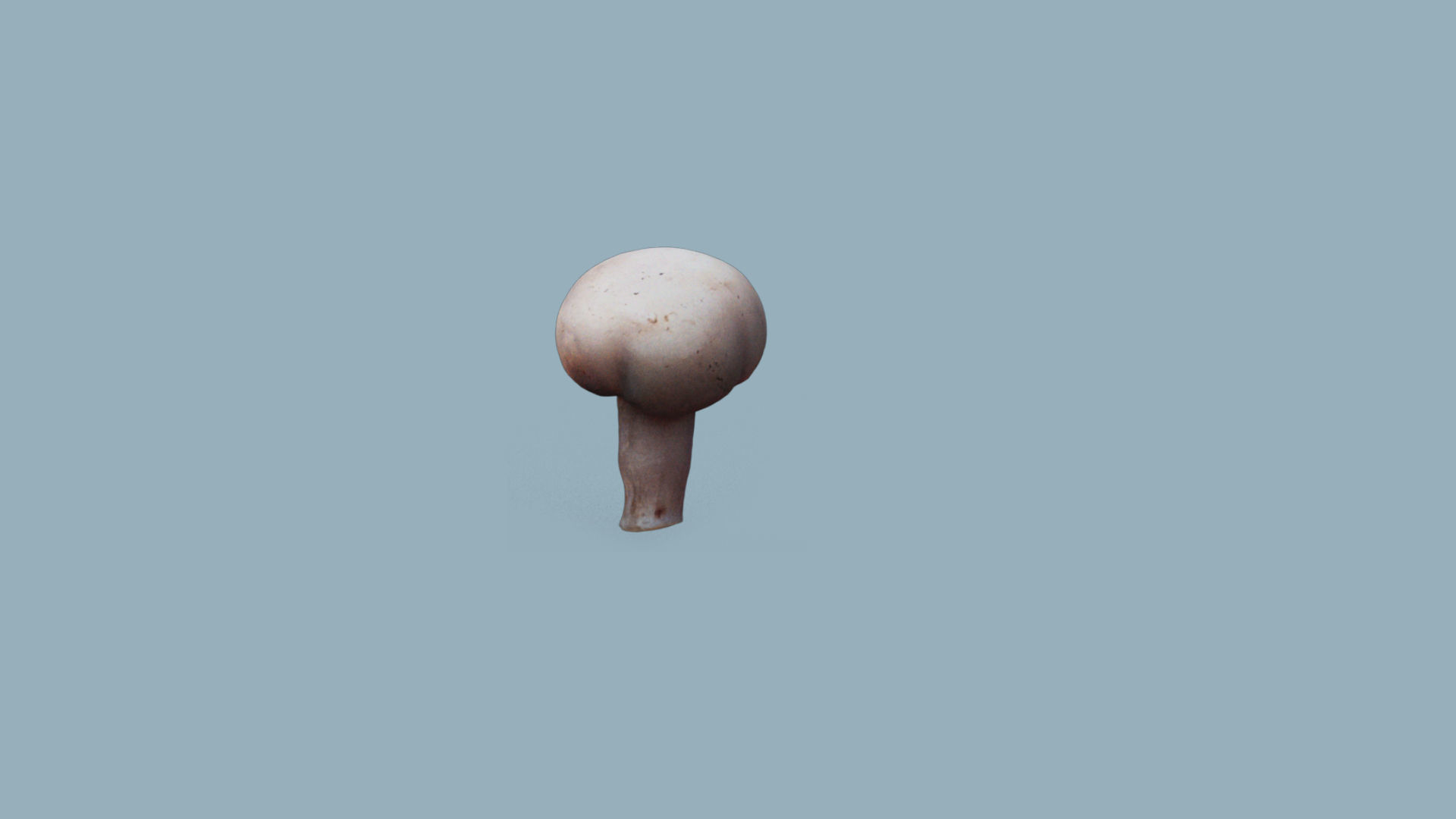 low res Photorrealistic mushroom 3d Scanned 3D model_3