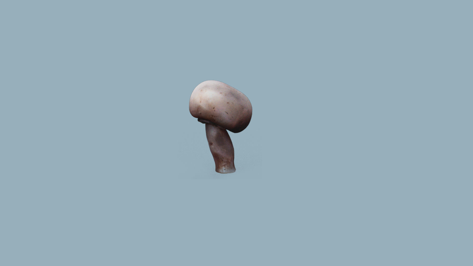 low res Photorrealistic mushroom 3d Scanned 3D model_2