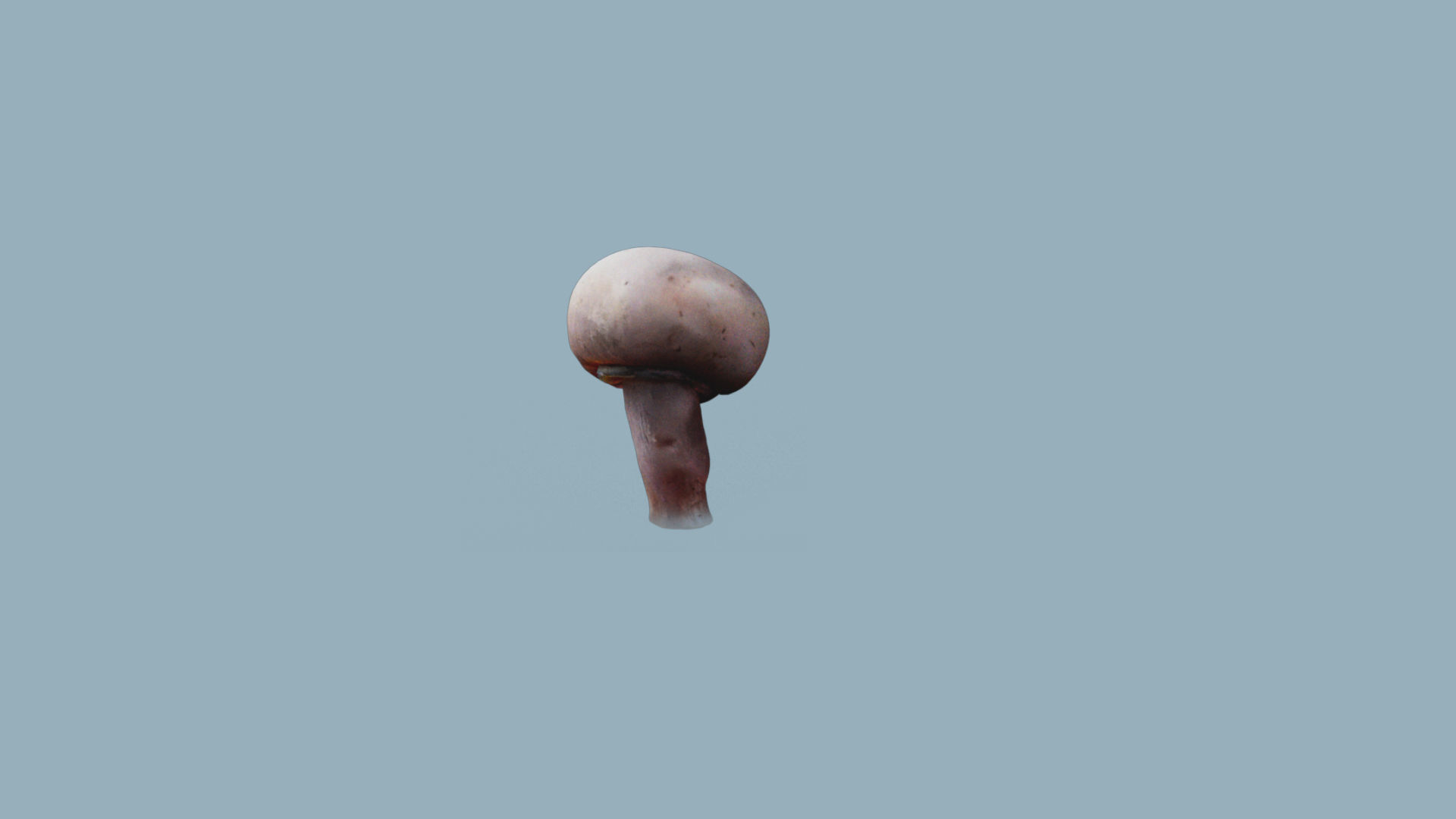 low res Photorrealistic mushroom 3d Scanned 3D model_1