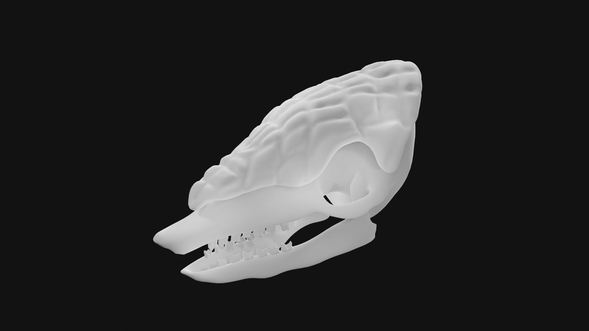 Armadillo skull 3D model_1