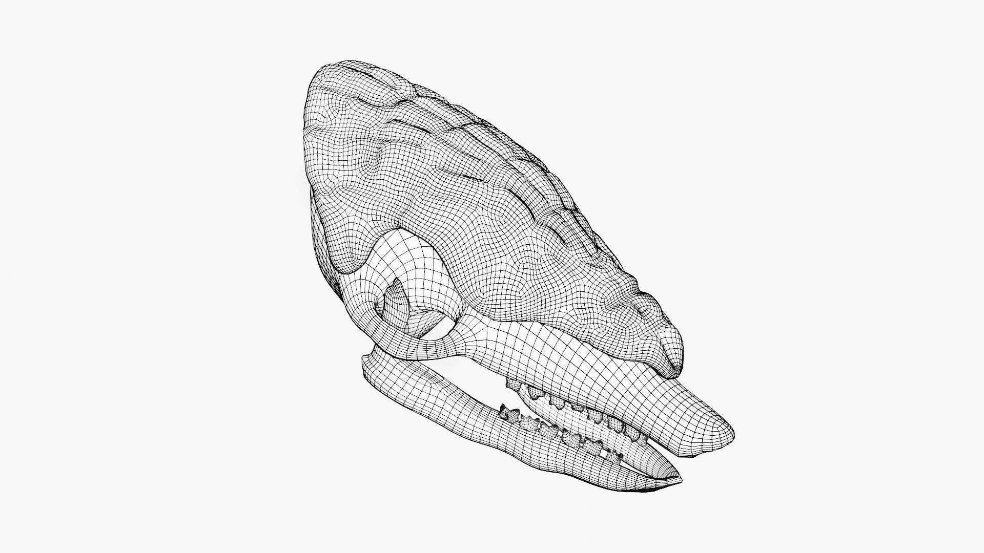 Armadillo skull 3D model_7