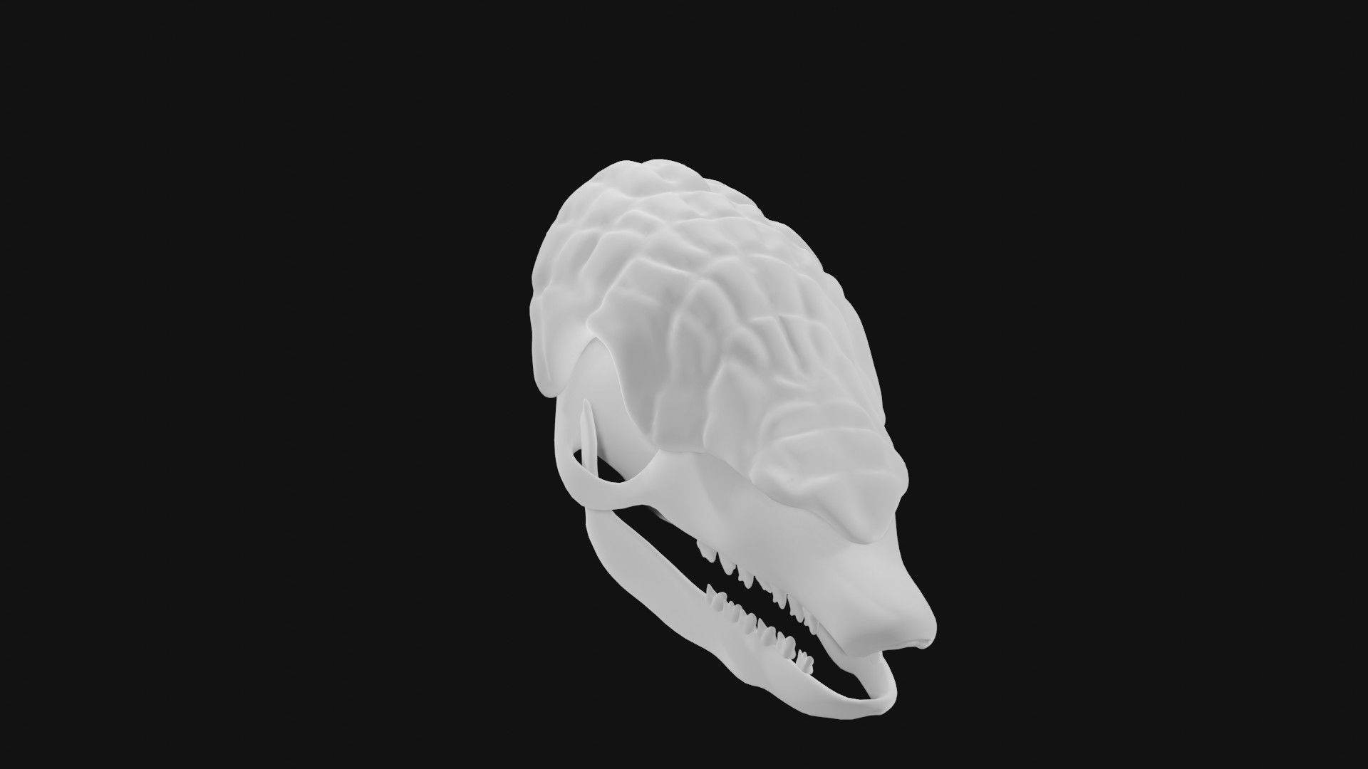 Armadillo skull 3D model_3