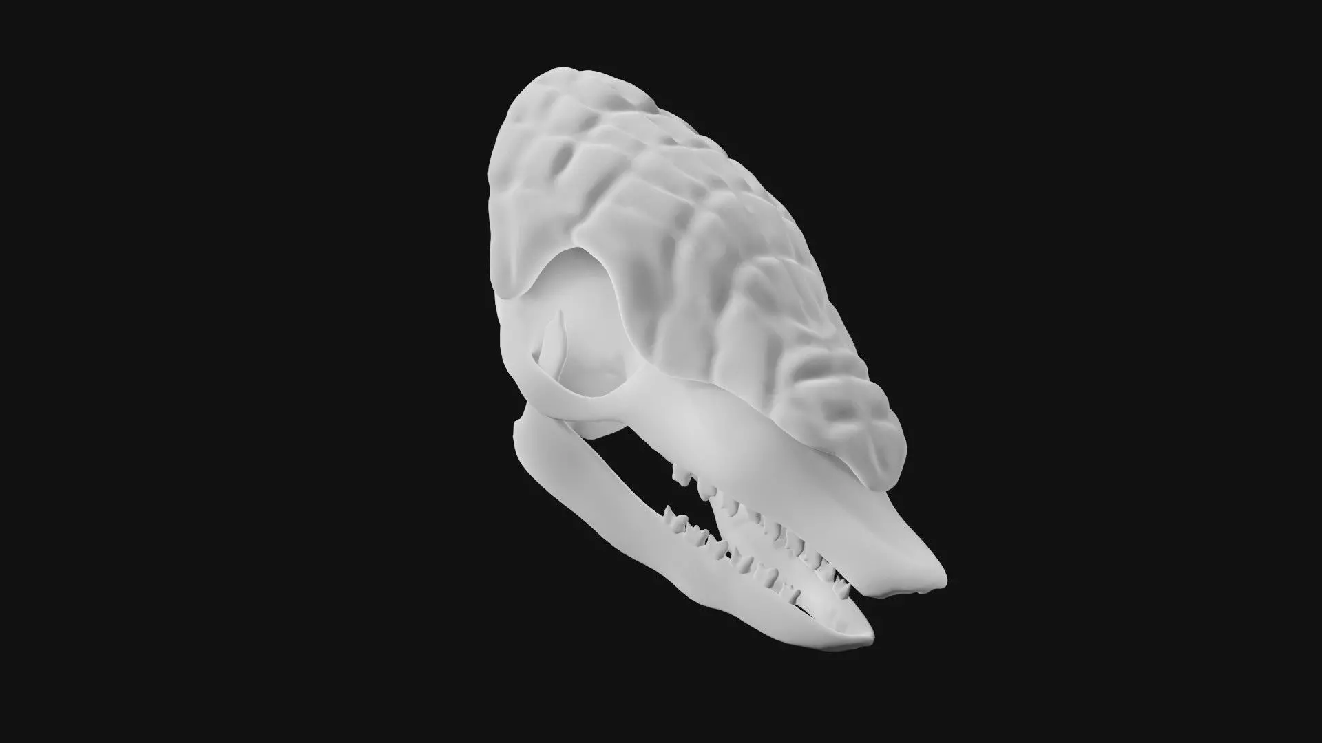 Armadillo skull 3D model_0